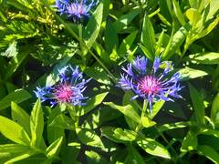 Centaurea mollis