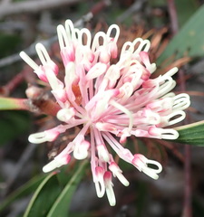 Hakea laurina