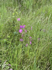 Geranium oreganum