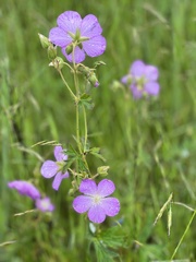 Geranium oreganum
