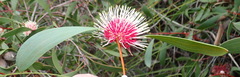 Hakea laurina
