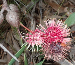 Hakea laurina