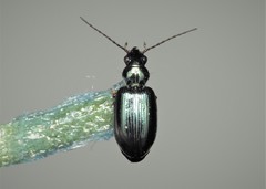 Bembidion latinum