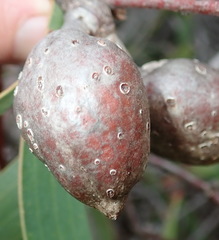 Hakea laurina
