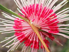 Hakea laurina