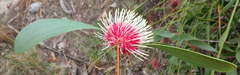 Hakea laurina