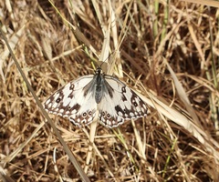Melanargia larissa