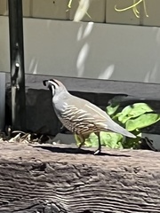 Callipepla californica