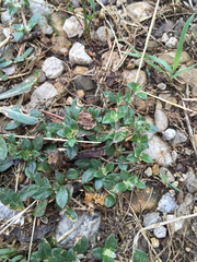 Gossypianthus lanuginosus
