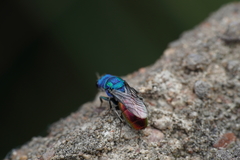 Chrysura austriaca