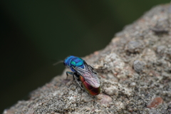 Chrysura austriaca