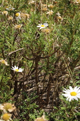 Argyranthemum haouarytheum image