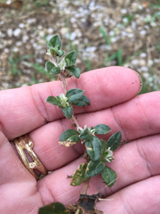 Gossypianthus lanuginosus