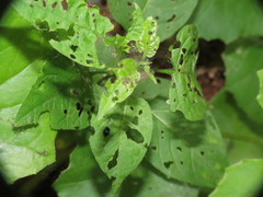 Psylliodes dulcamarae