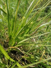 Carex pseudocyperus