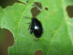 Psylliodes dulcamarae