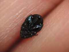 Psylliodes dulcamarae