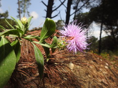 Cheirolophus sempervirens