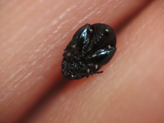 Psylliodes dulcamarae