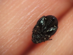 Psylliodes dulcamarae