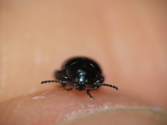 Psylliodes dulcamarae