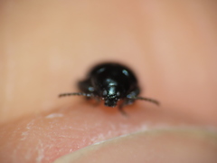 Psylliodes dulcamarae