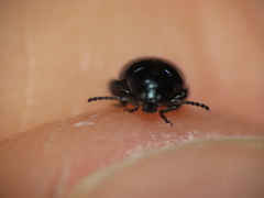 Psylliodes dulcamarae