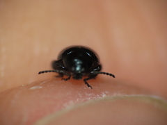 Psylliodes dulcamarae