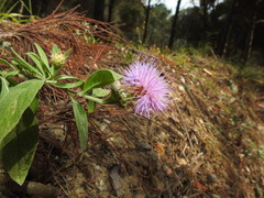 Cheirolophus sempervirens