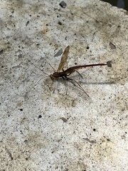 Megarhyssa macrurus icterosticta