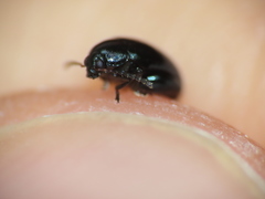 Psylliodes dulcamarae