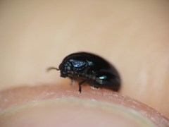 Psylliodes dulcamarae