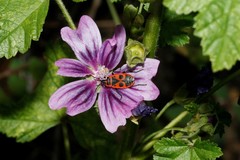 Pyrrhocoris apterus
