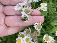 Trichiotinus piger