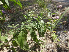 Cheirolophus sempervirens