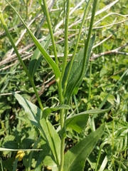Hesperis pycnotricha