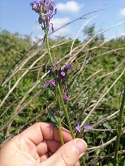 Hesperis pycnotricha