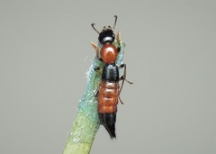 Paederus schoenherri