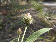 Cheirolophus sempervirens