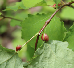 Cecidomyiini
