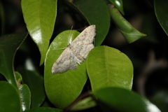 Scopula guancharia