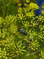 Monocesta ducalis