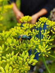 Monocesta ducalis