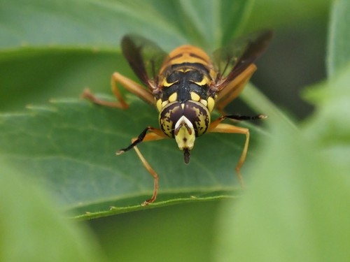 Broad-banded Hornet Fly photo 5