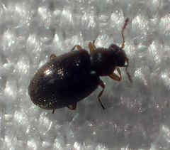 Latridiidae