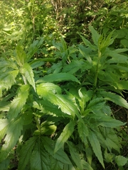 Eupatorium cannabinum