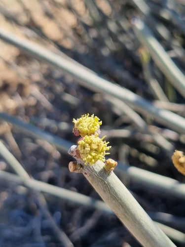 Image of Euphorbia damarana by (c) Marc Fradera-Soler, some rights reserved (CC BY)
