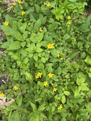 Chrysogonum