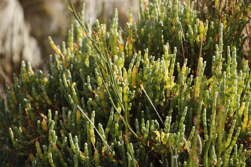 Image of Salicornia littorea by (c) Tony Rebelo, some rights reserved (CC BY-SA)