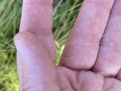Sporobolus silveanus
